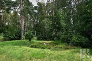 Waldblick